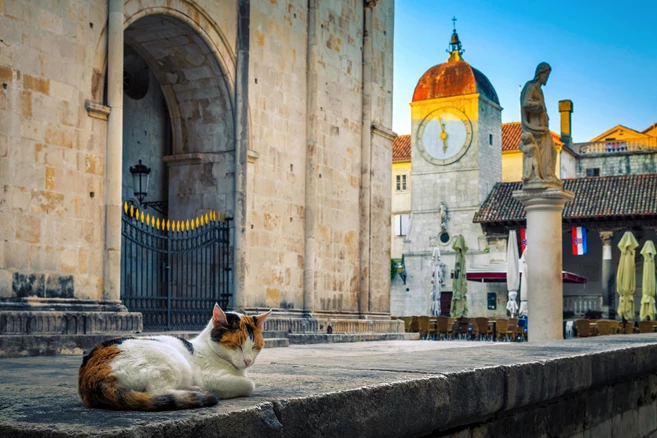 kitten sleeping on the promenade in the Trogir city center, Dalmatia, Croatia
