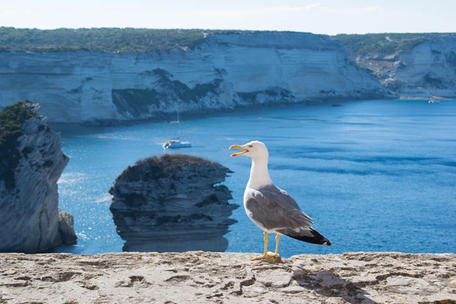 Bonifacio